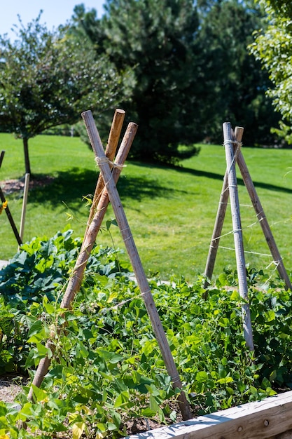 Organischer Stadtgarten in vollem Wachstum am Ende des Sommers.