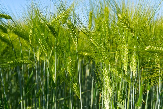 Organisches Feld des grünen Weizens schließen oben.