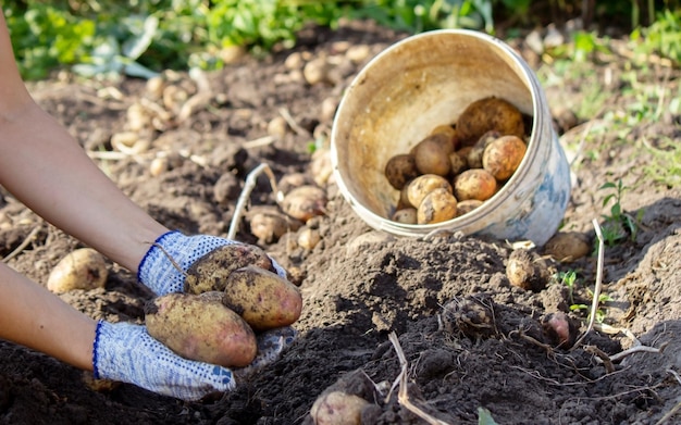 Organisches Gemüse. Bauernhände mit frisch geerntetem Gemüse. Frische Bio-Kartoffeln