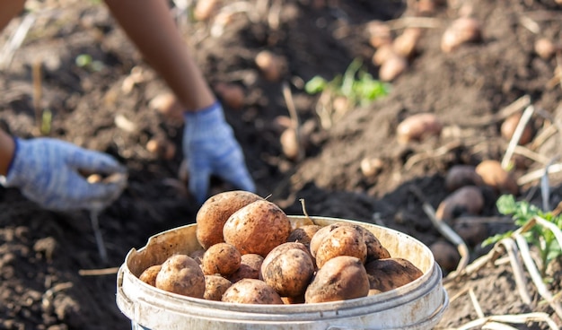 Organisches Gemüse. Bauernhände mit frisch gepflücktem Gemüse. Frische Bio-Kartoffeln.