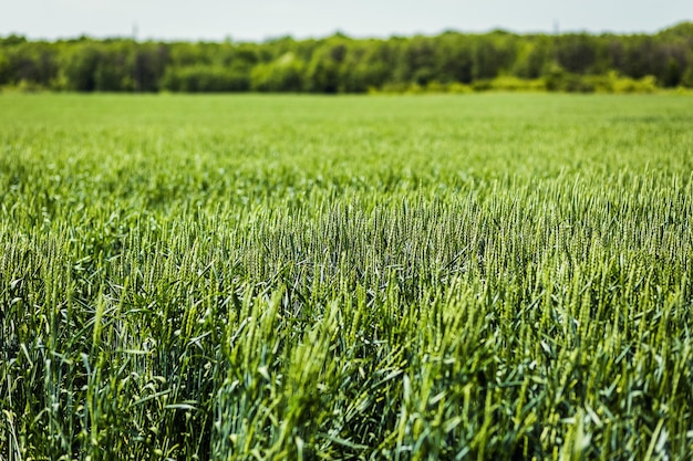 Organisches grünes Weizenfeld an sonnigen Tagen als frühes Stadium der landwirtschaftlichen Pflanzenentwicklung