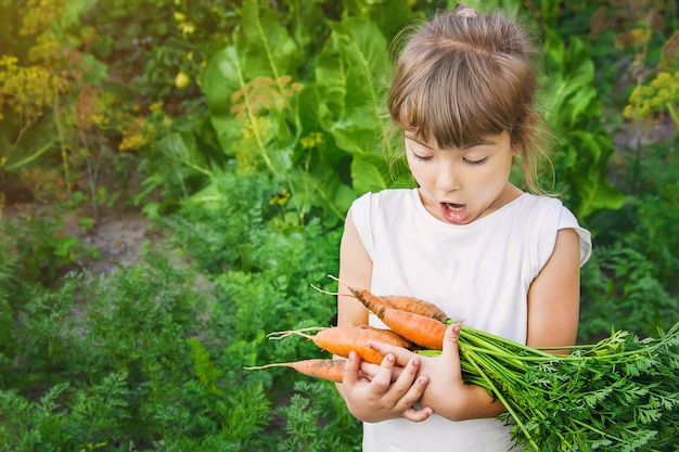 Organisches hausgemachtes Gemüse erntet Karotten und rote Rüben