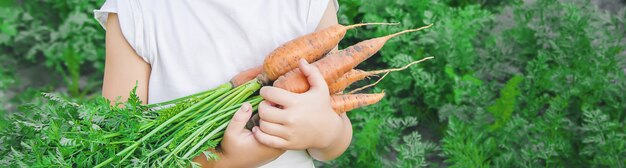 Organisches hausgemachtes Gemüse erntet Karotten und rote Rüben