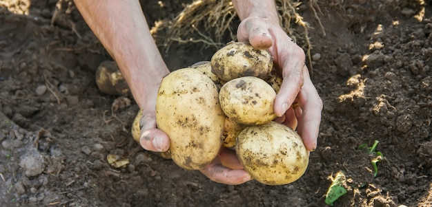 Organisches selbst gemachtes Gemüse in den Händen von männlichen Kartoffeln.