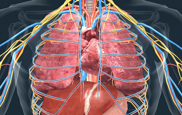 Órganos internos humanos en el trabajo y el sistema vascular.