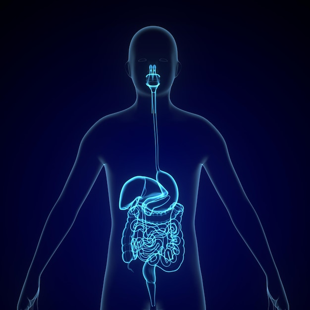 Foto Órgão do corpo humano sistema digestivo anatomia ilustração 3d