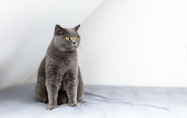 Orgulloso gato británico sentado en la cama Retrato de raza británica de pelo corto