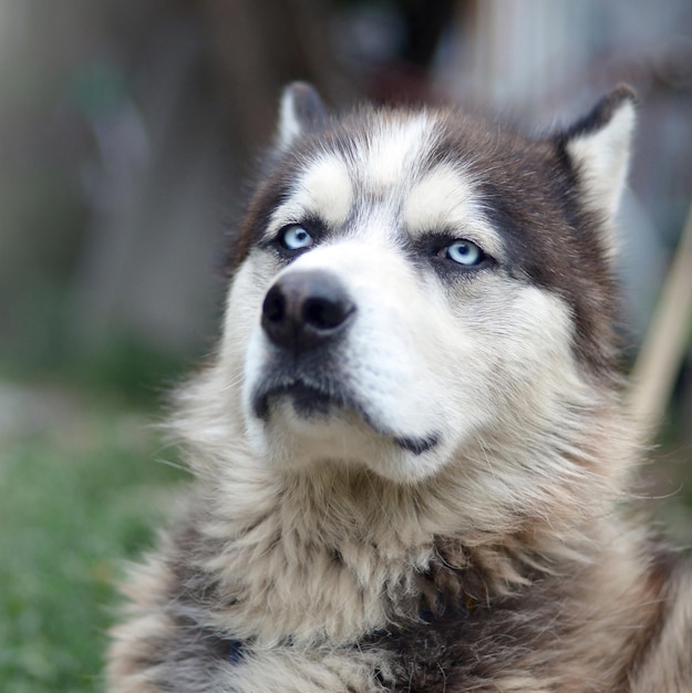 Orgulloso guapo joven perro husky con cabeza de perfil sentado en el jardín