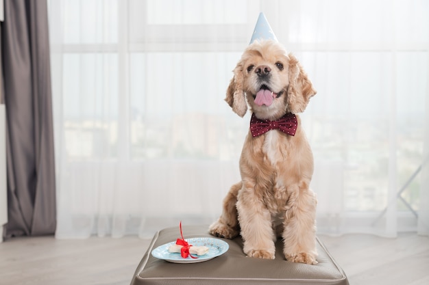 Orgulloso look de perro de cumpleaños con golosina de hueso