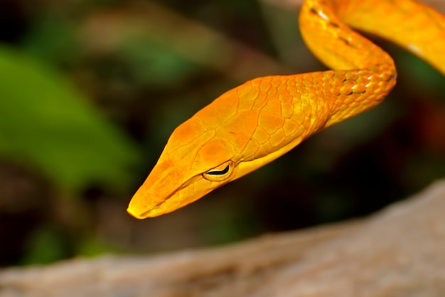 Oriental chicote cobra ahaetulla prasina amarelo ouro cor macro