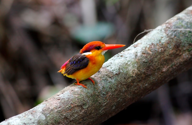 Oriental Dwarf Kingfisher Schwarzrückiger Kingfisher Ceyx Lapepede