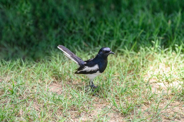 Oriental magpie robin Pequeno pássaro em pé na grama na zona rural