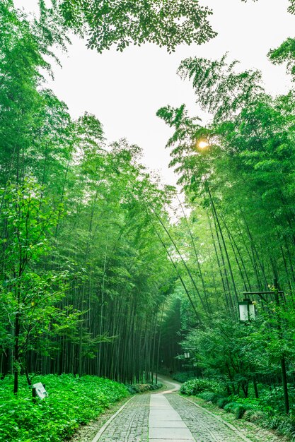 Oriental naturaleza madera frescura cultura resumen