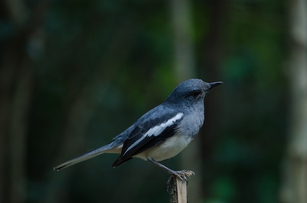 Oriental pega robin (Copsychus saularis) na filial