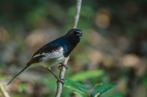 Oriental pega robin (Copsychus saularis) na filial