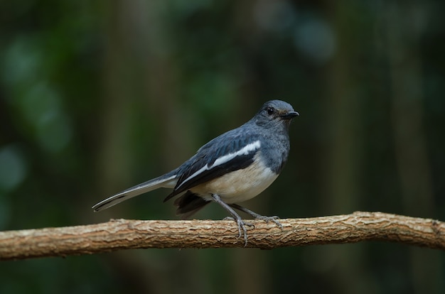 Oriental pega robin (Copsychus saularis) na filial