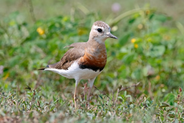 Oriental Plover Charadrius veredus Hermosas aves de Tailandia