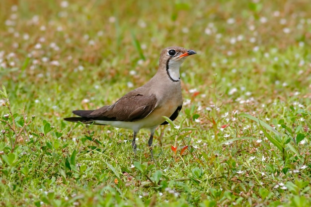 Oriental Pratincole Glareola maldivarum Hermosas aves de Tailandia