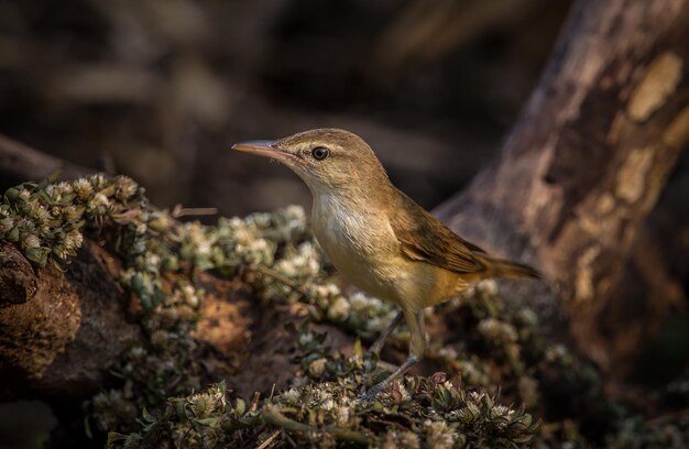 Oriental Reed Warbler É uma ave migratória que pode ser encontrada em algumas áreas da Tailândia