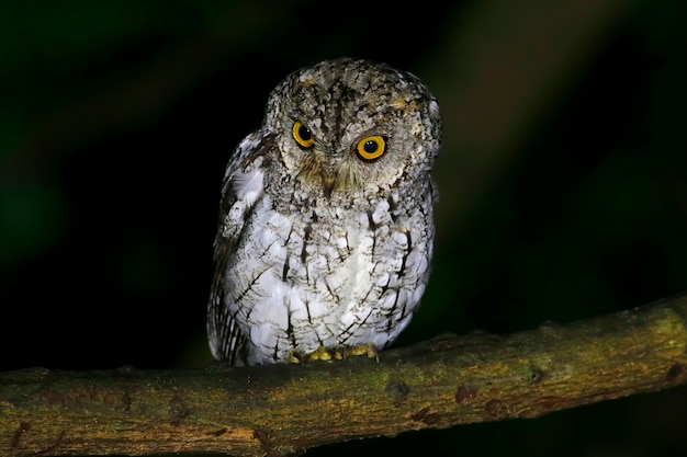 Oriental Scops Owl Otus sunia Belas aves da Tailândia