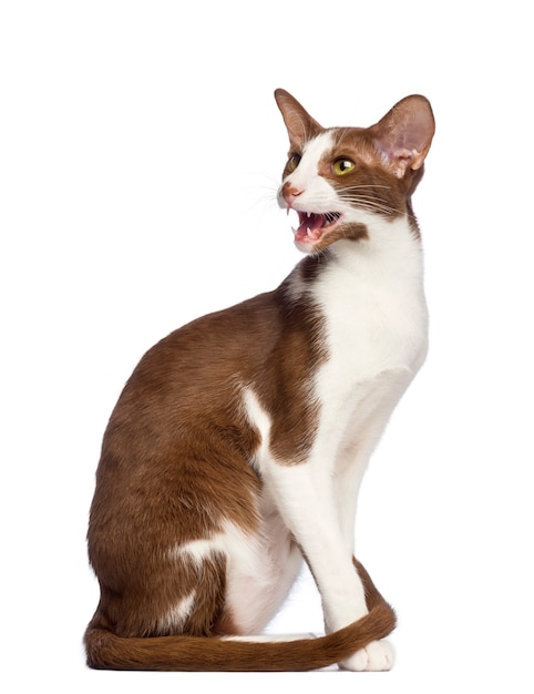 Oriental shorthair sentado e miando