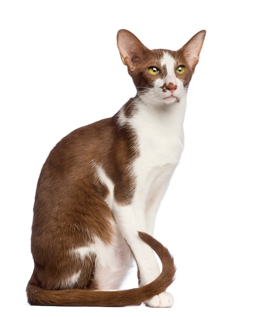 Oriental Shorthair sentado e olhando para longe