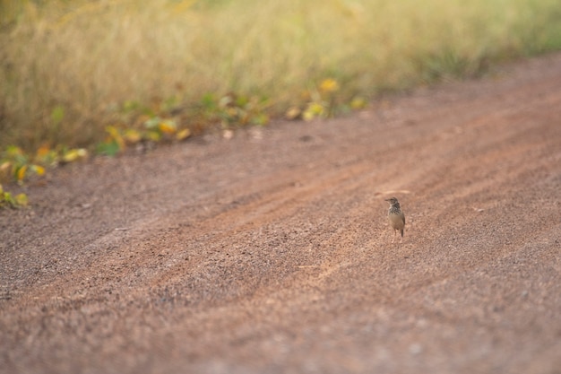 Oriental Skylark Vogel