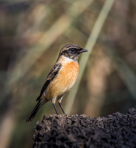 Oriental stonechat saxicola rubicola no chão