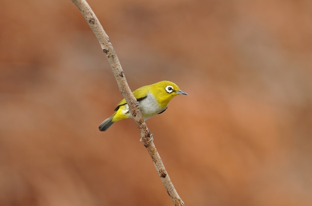 Oriental White-eye, Schöner gelber Vogel.