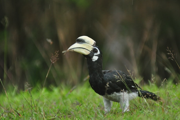 Orientalisch-pied Hornbill auf dem Boden