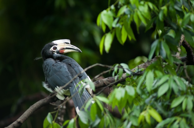 Orientalisch-pied Hornbill