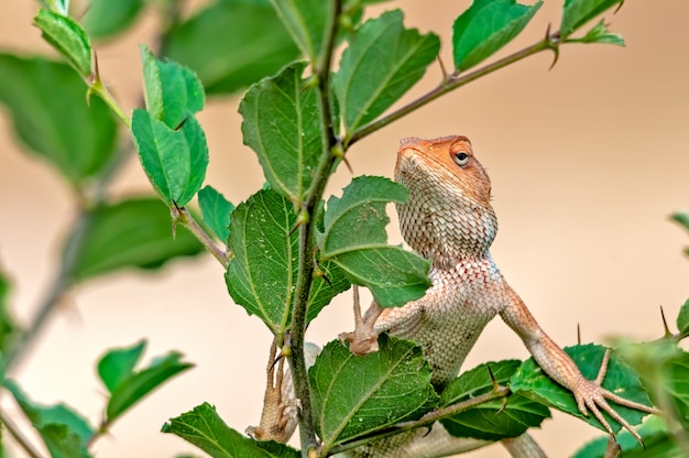 Orientalische Garteneidechse, die auf einem Baum klettert