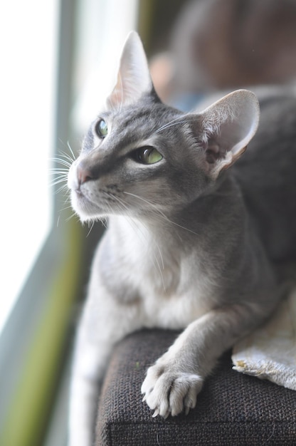 Orientalische Kurzhaarkatze sitzt am Fenster