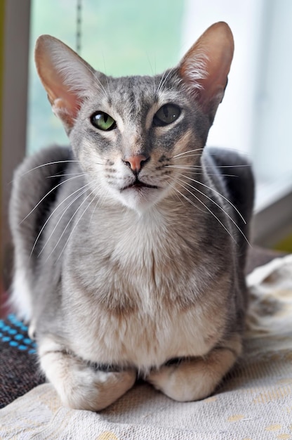 Orientalische Kurzhaarkatze sitzt am Fenster