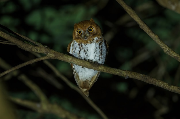 Orientalische Zwergohreule (Otus sunia) stehend auf einer Niederlassung