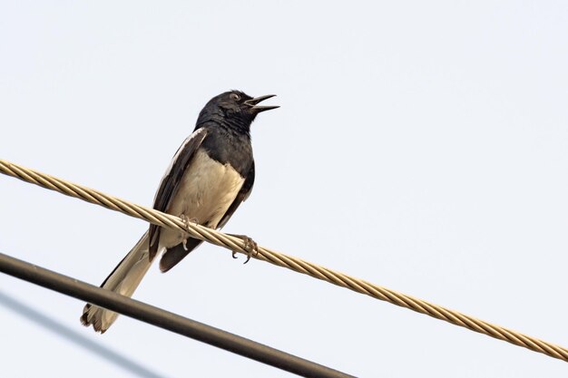 Orientalischer Magpie Robin-Vogel, der auf elektrischem Kabel sitzt