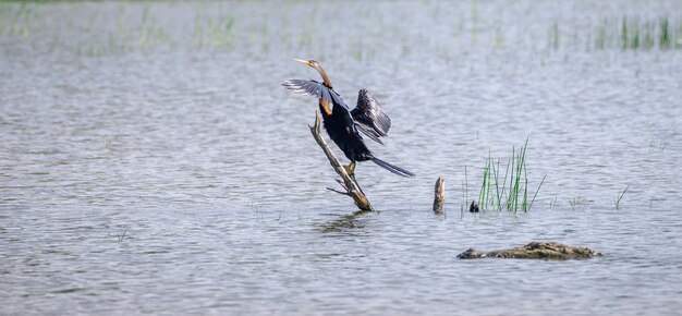 Orientalischer Schlangenhalskrokodil, das seine Flügel an einem Stock auf dem Wasser austrocknet und die Gefahr lauert, die um die Ecke lauert. Das Sumpfkrokodil schwimmt dicht an dem Schlangenhalskrokodil im Bundala-Nationalpark vorbei