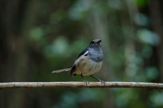 Orientalisches Elsterrotkehlchen (Copsychus saularis) auf Niederlassung