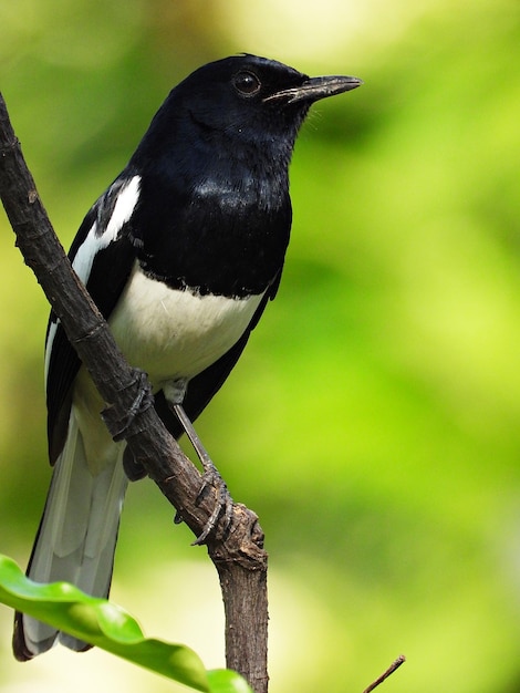 Foto orientalisches magpie-robin, das auf einem zweig sitzt