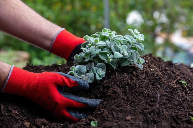 Foto origanum dictamnus cretan dittany lúpulo marjoram erva planta de mão diktamos grego no solo