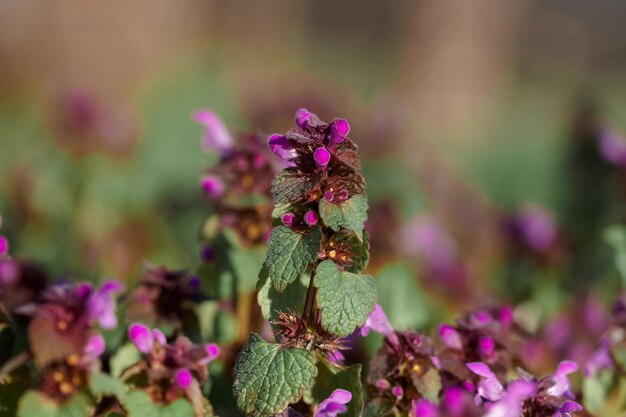 Origanum orégano vulgare en jardín Flores de origanum vulgare fondo natural