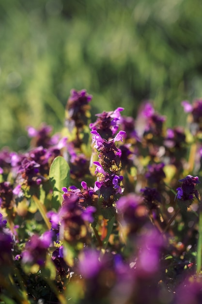 Origanum oregano vulgare no jardim Flores de fundo natural origanum vulgare