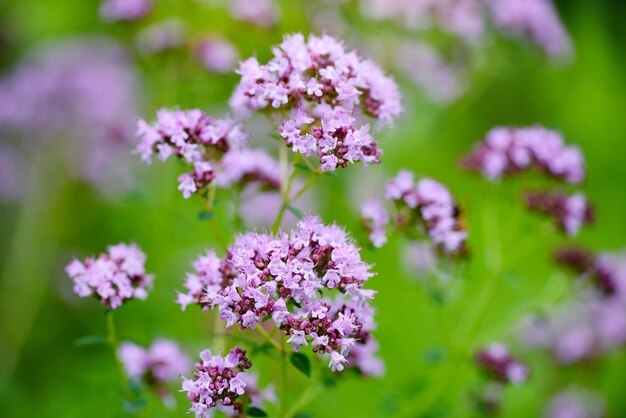 Foto origanum vulgare erva medicinal em fundo natural