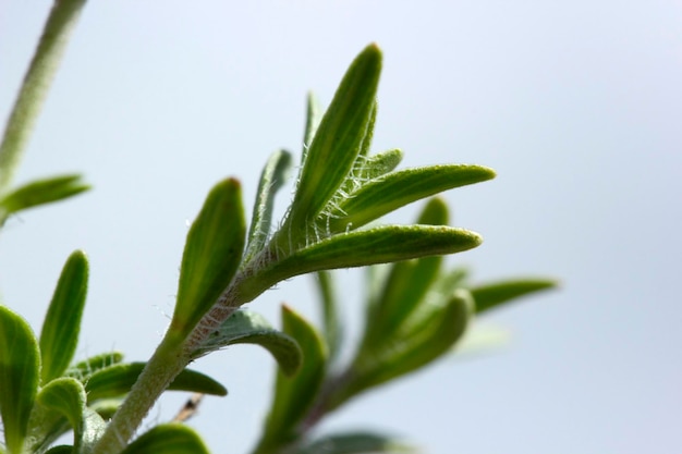 Original duftender Thymian Aromatisches Kraut, das in der Küche verwendet wird