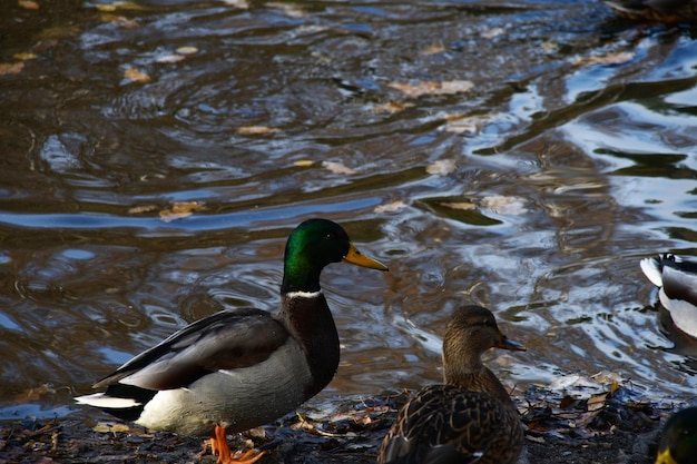 En la orilla del estanque viven dos patos, un macho y una hembra. Pequeñas olas en el lago.