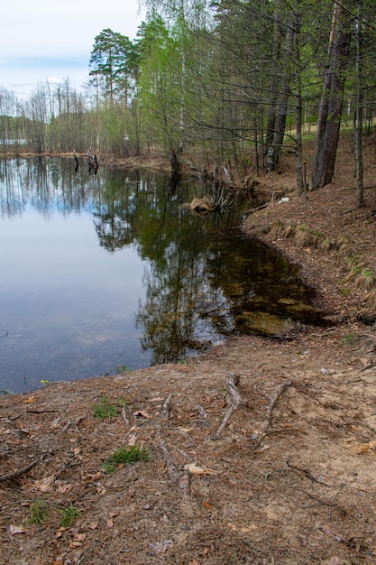 Orilla del hermoso bosque del lago en verano