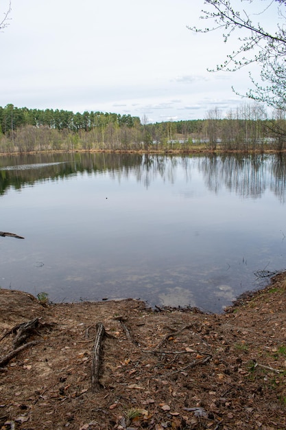 Orilla del hermoso bosque del lago en verano