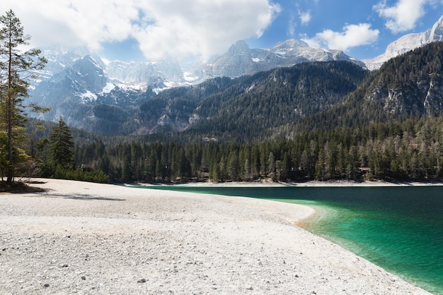 Orilla del lago esmeralda Tovel con pino solitario, cordillera, Ville d'Anaunia, Trentino, Italia