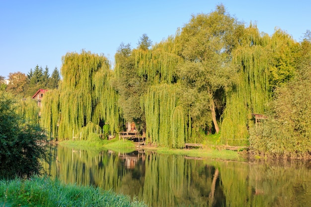 Orilla del río cubierta de altos sauces viejos en la soleada mañana de otoño. Paisaje de río