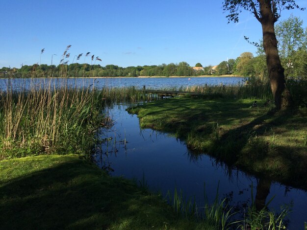 Foto la orilla del río a la sombra de los árboles